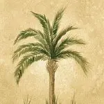 Palm Deborah Palm Logo