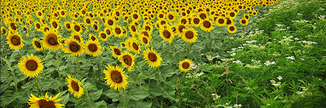 France-Sunflowers