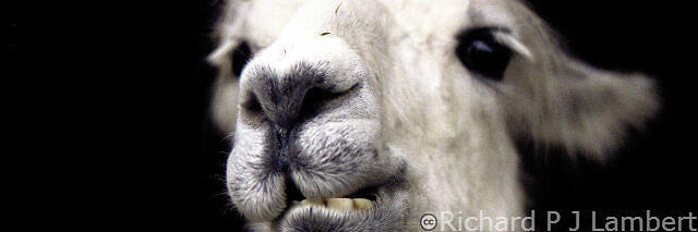 Is you website blog boring like the lama?