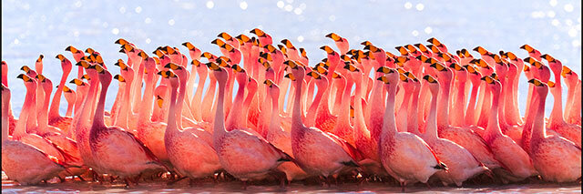 Bolivian-Flamingos
