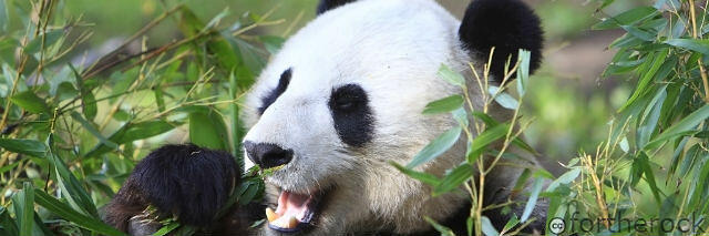 A softer panda update