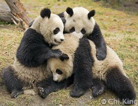 Panda-Group