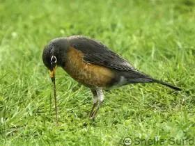 The-early-bird-gets-the-worm