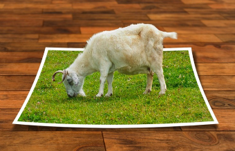 Baby goat eating grass off a photo bigger than it